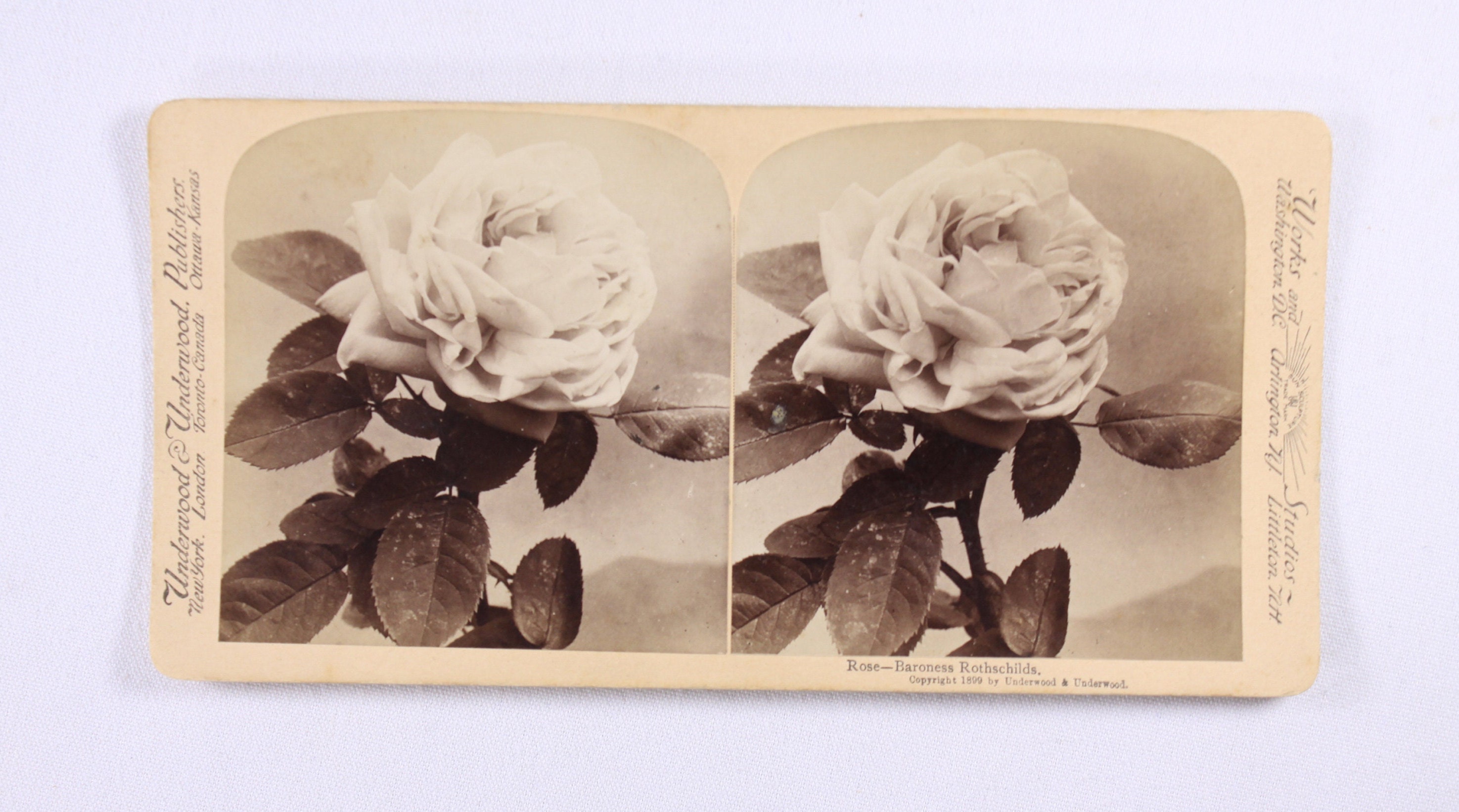 Antique photographic stereo card Rose Baroness Rothschilds Sun Sculpture copyright 1899 Underwood & Underwood