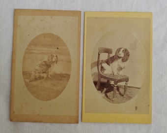 2 Antique British CDVs Cocker Spaniel / King Charles Cavalier, Simmons Buckingham, black and white dog photography ephemera