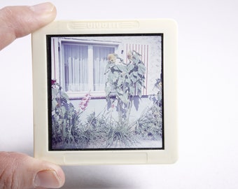 Vintage slide colour photograph sunflowers, garden photography, original medium format slide