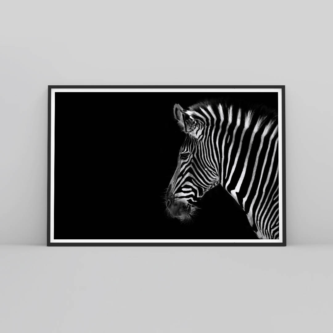 Zebra Print Zebra Wall Art Black and White Zebra Wildlife Etsy