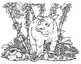 Sumatran Rhino Art Print | Etsy