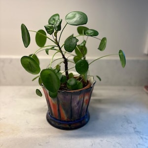 May include: A Pilea peperomioides plant, also known as a Chinese money plant, in a decorative ceramic pot. The plant has round, green leaves and a slender stem. The pot is a mix of colors, including blue, orange, and purple.