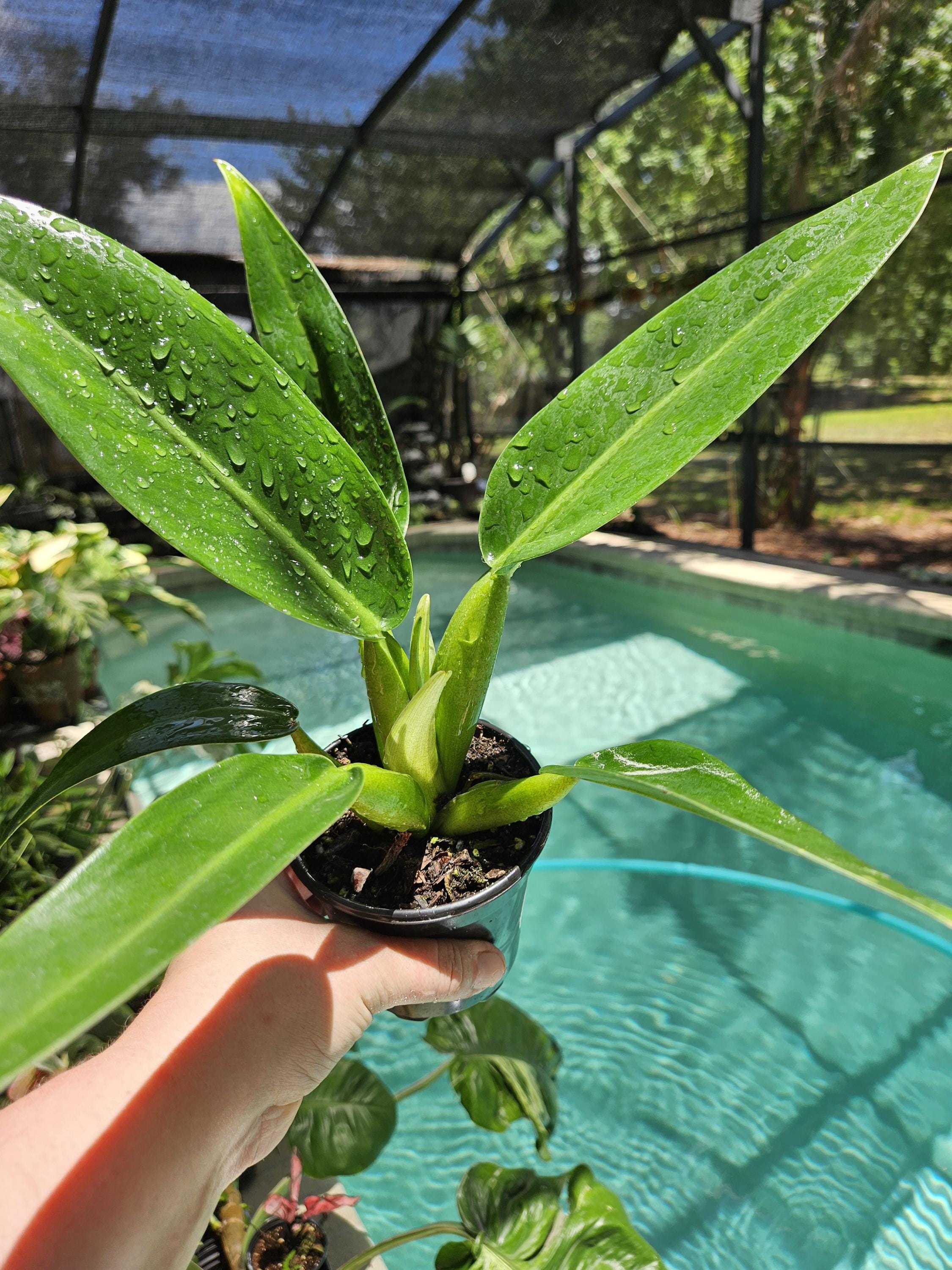 Philodendron Fat Boy Plant - Etsy