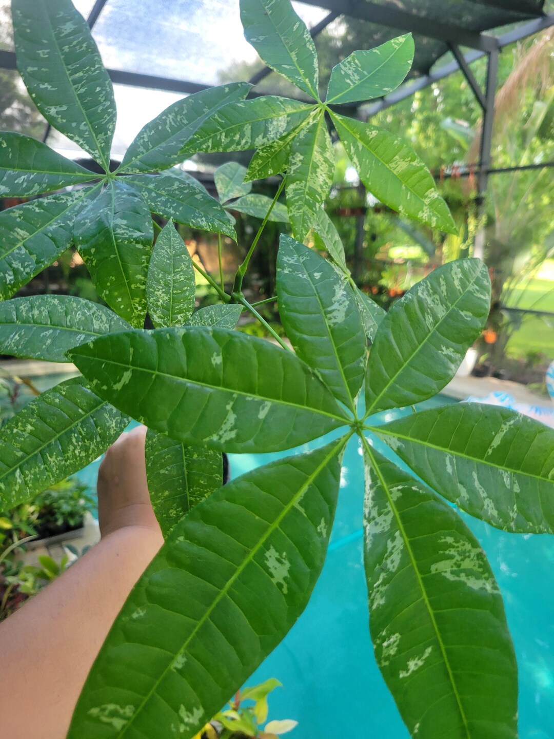 Large Variegated Money Tree - Etsy