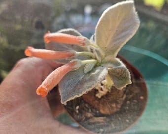 May include: A small potted plant featuring fuzzy, silver-green leaves and three tubular, peach-colored flowers. The plant is rooted in dark soil within a small, round, brown plastic container, showcasing a distinct velvety texture on its foliage.