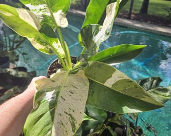 May include: A Philodendron plant featuring large, elongated leaves with variegated patterns of deep green, light green, and creamy white. The plant is potted in a dark container, displaying multiple stems and foliage with distinct color splashes.