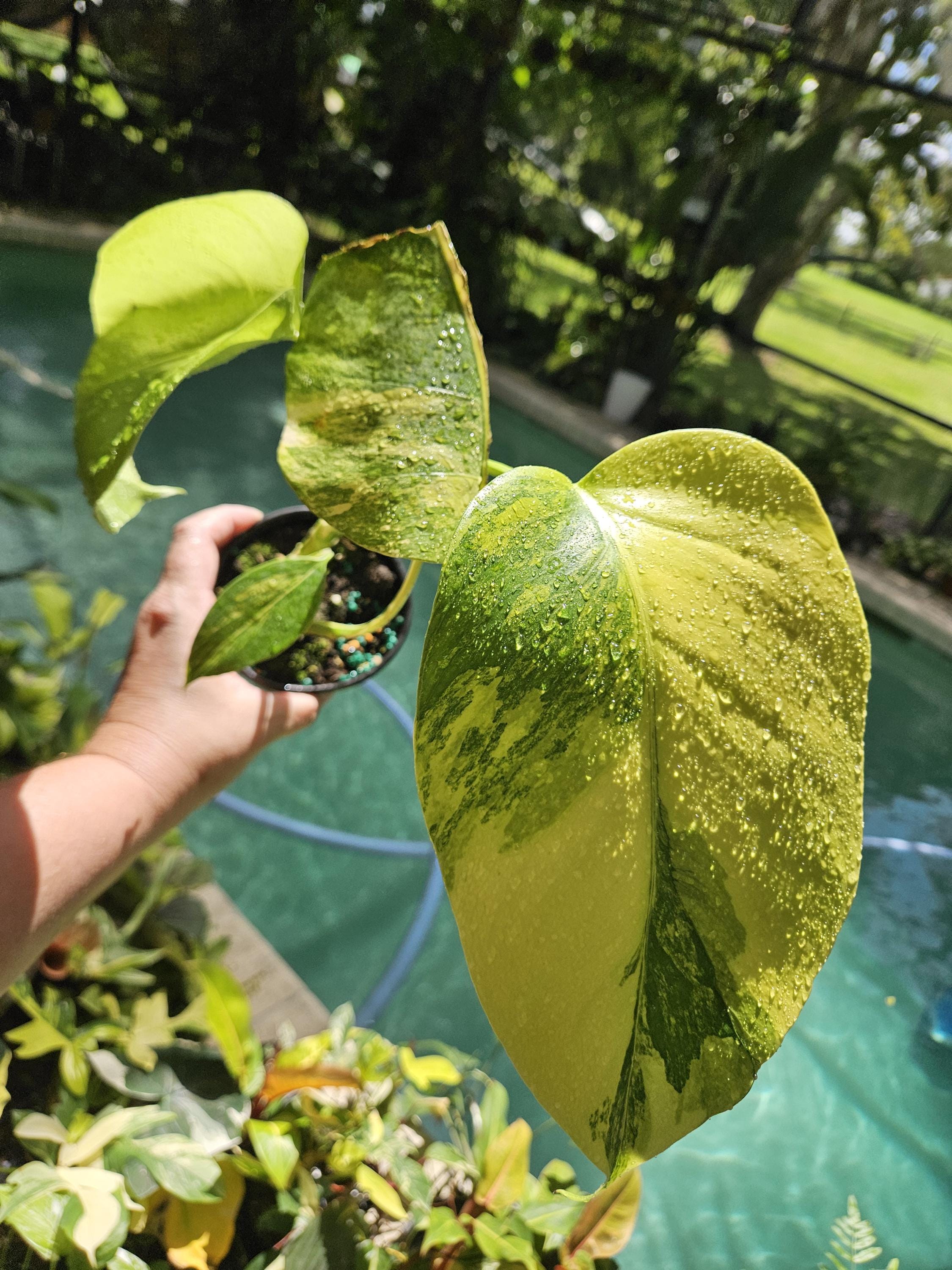 Selling monstera Yellow Marilyn top cut at $360. Huge mature