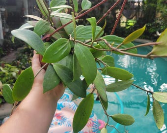 6&quot; hoya bordenii