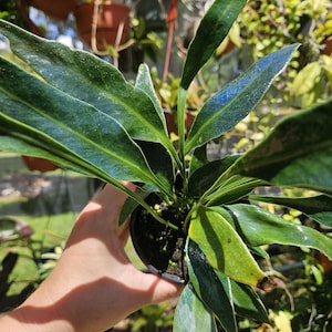 microsorum siamensis blue oil fern