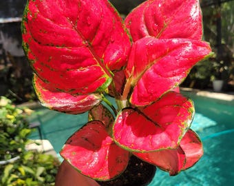 Aglaonema sweet candy