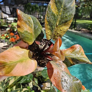 Black Cardinal Caramel Philodendron - Etsy