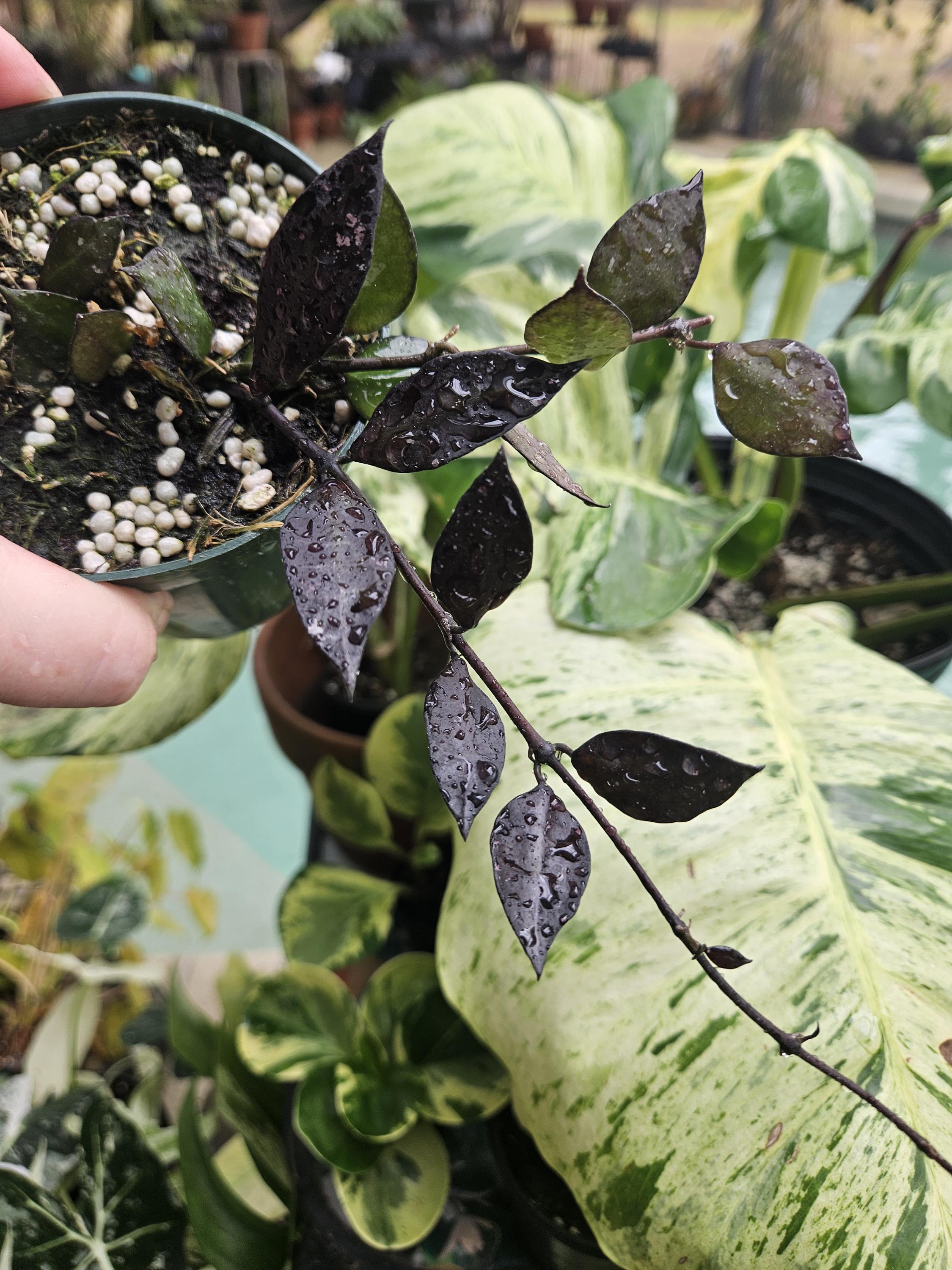 Hoya Lacunosa Black - Etsy
