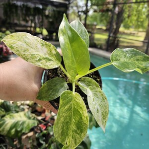 Filodendro abigarrado ventisca gigantium