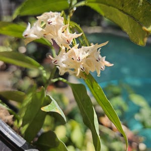 May include: Close-up of a Hoya plant with clusters of small, star-shaped, creamy-white flowers. The flowers have a reddish-brown center. The plant has large, green, oval-shaped leaves. The background is blurred, with a hint of blue.