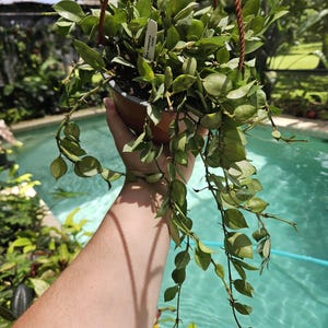 6&quot; hoya krohniana super silver