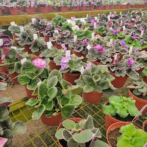 African violet *Random* *Mystery* (6) bulk 4" african violet