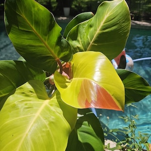 Philodendron yellow flame