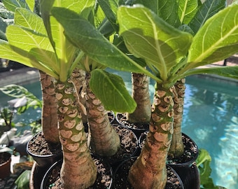 Buddha's Palm Plant (alocasia Cucullata) | White Planter - Etsy