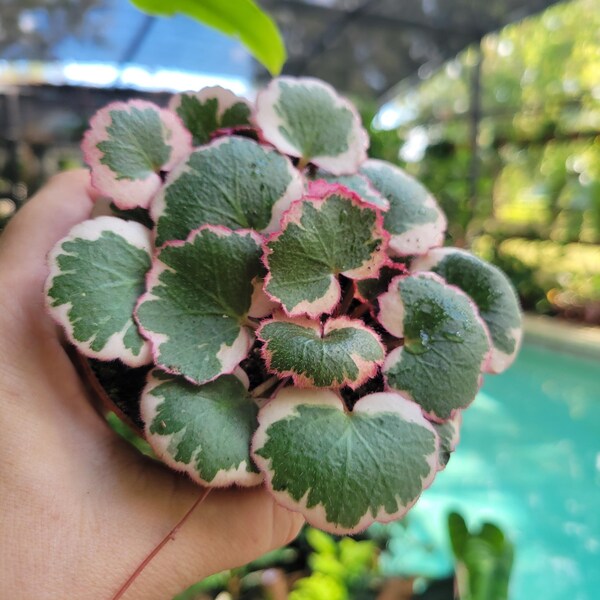 Strawberry Begonia Etsy