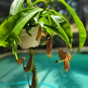 Pitcher plant carnivorous 6&quot;