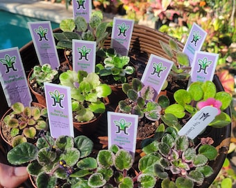 Mini variegated african violet