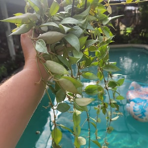 Hoya lacunosa mint