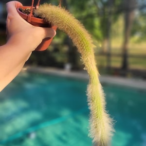 Monkey tail cactus hanging basket hairy