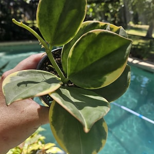 Hoya variegated patchyclada albomarginata