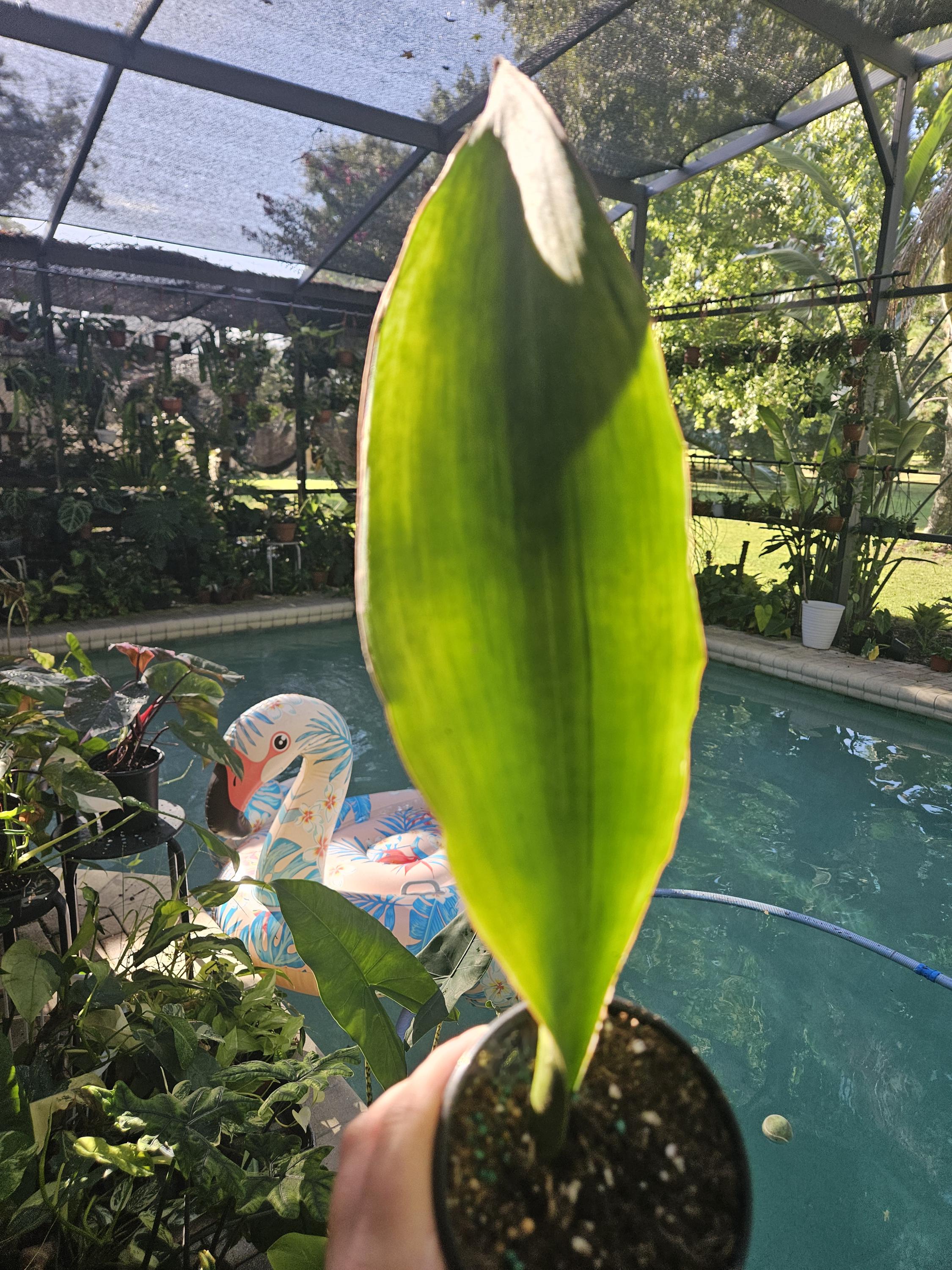 Sansevieria bruda mint