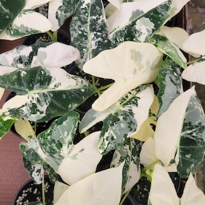 Variegated alocasia frydek