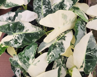 Variegated alocasia frydek