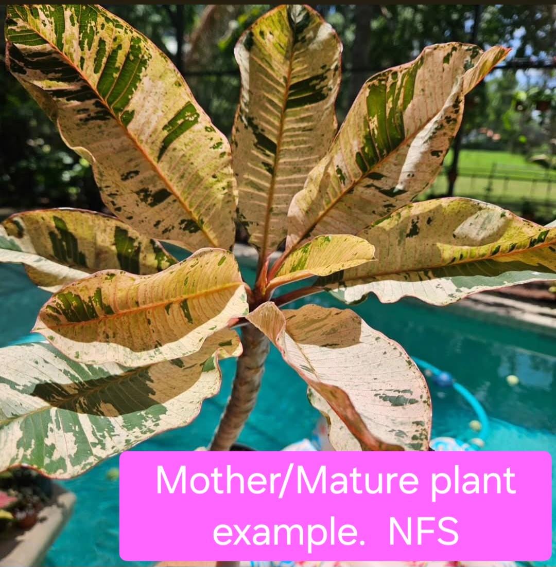 Variegated Plumeria - Ships Bareroot - Etsy