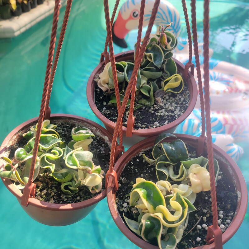 Hindu Rope Variegated - Etsy