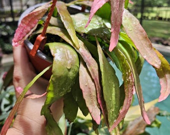 6" red mistletoe rhipsalis