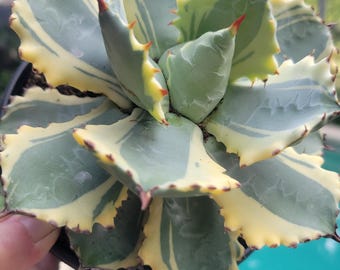 6&quot; Agave isthmensis Dwarf butterfly variegated