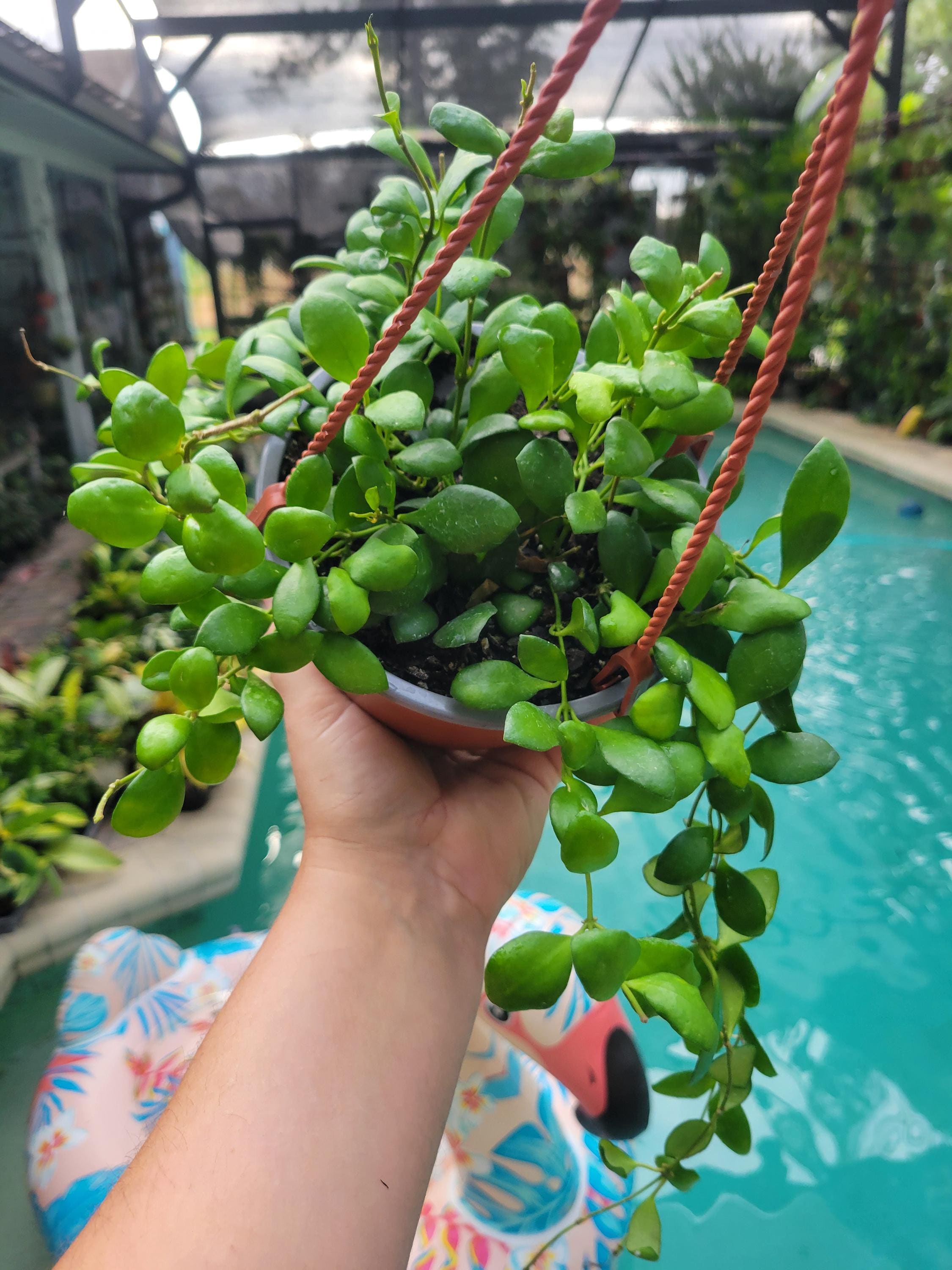 Hoya Hueschkeliana amarilla de 6"