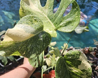 portugiesischer kirschlorbeer bilder Jetzt Portugiesischer Kirschlorbeer 'Angustifolia' online kaufen bei  Bohlken Pflanzenversand – Bohlken Pflanzenversand GbR