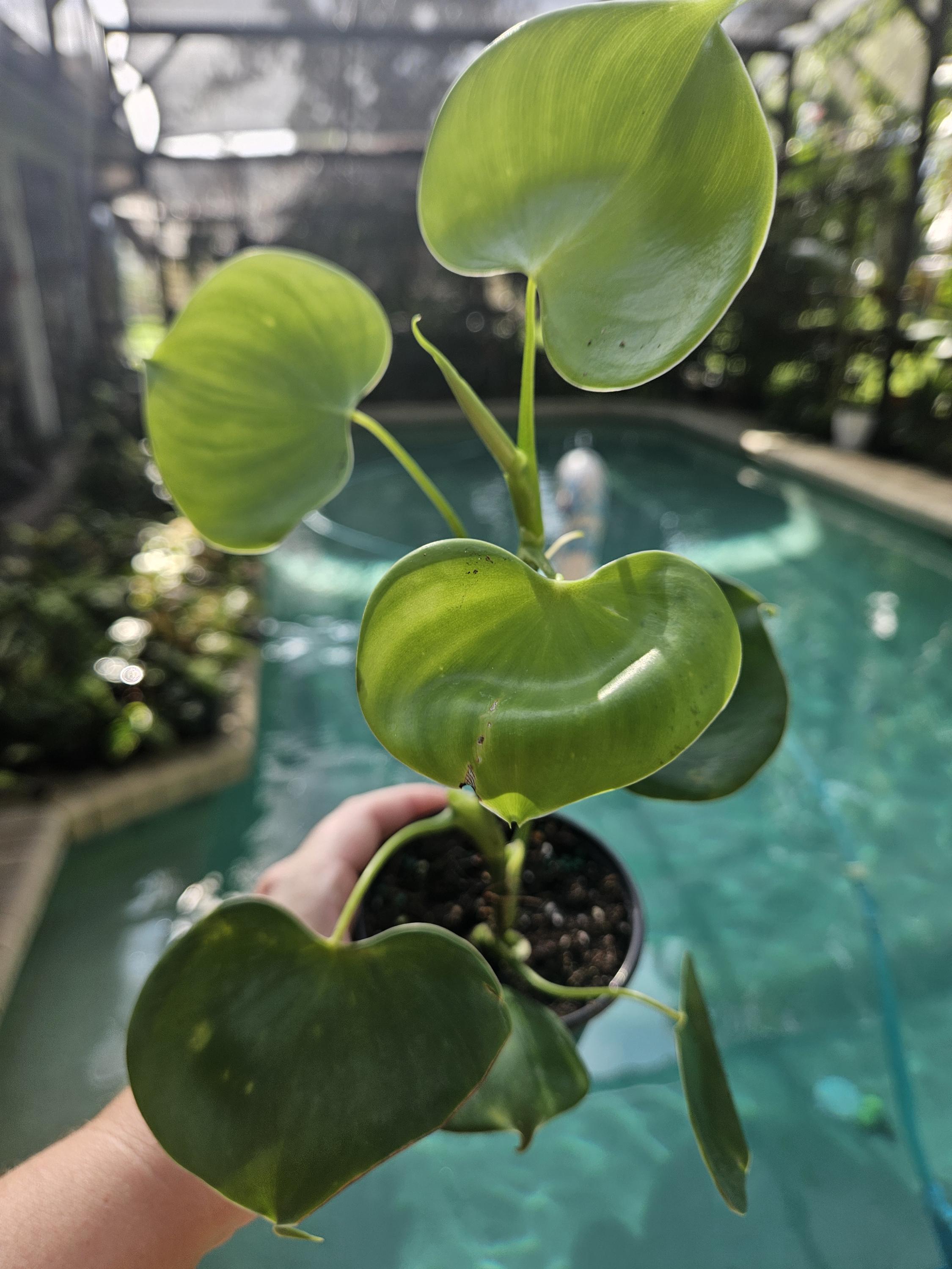 sun red philodendron Philodendron Red Sun Baby