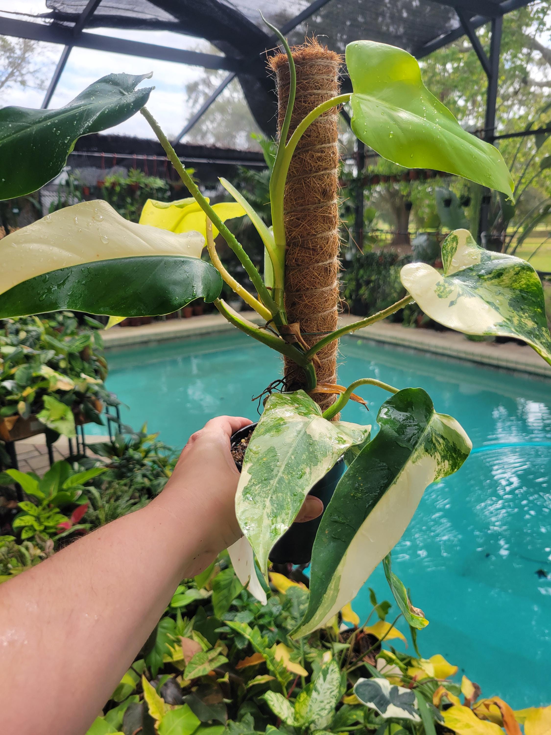 Variegated philodendron domesticum on moss pole
