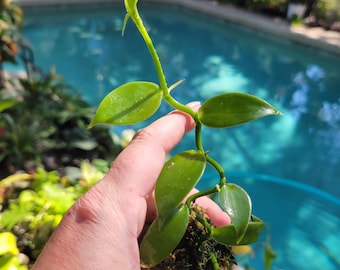 Vanilla bean orchid plugs starters planifolia (1)