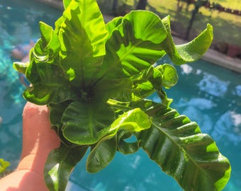 Cobra Fern