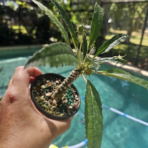Dorstenia foetida
