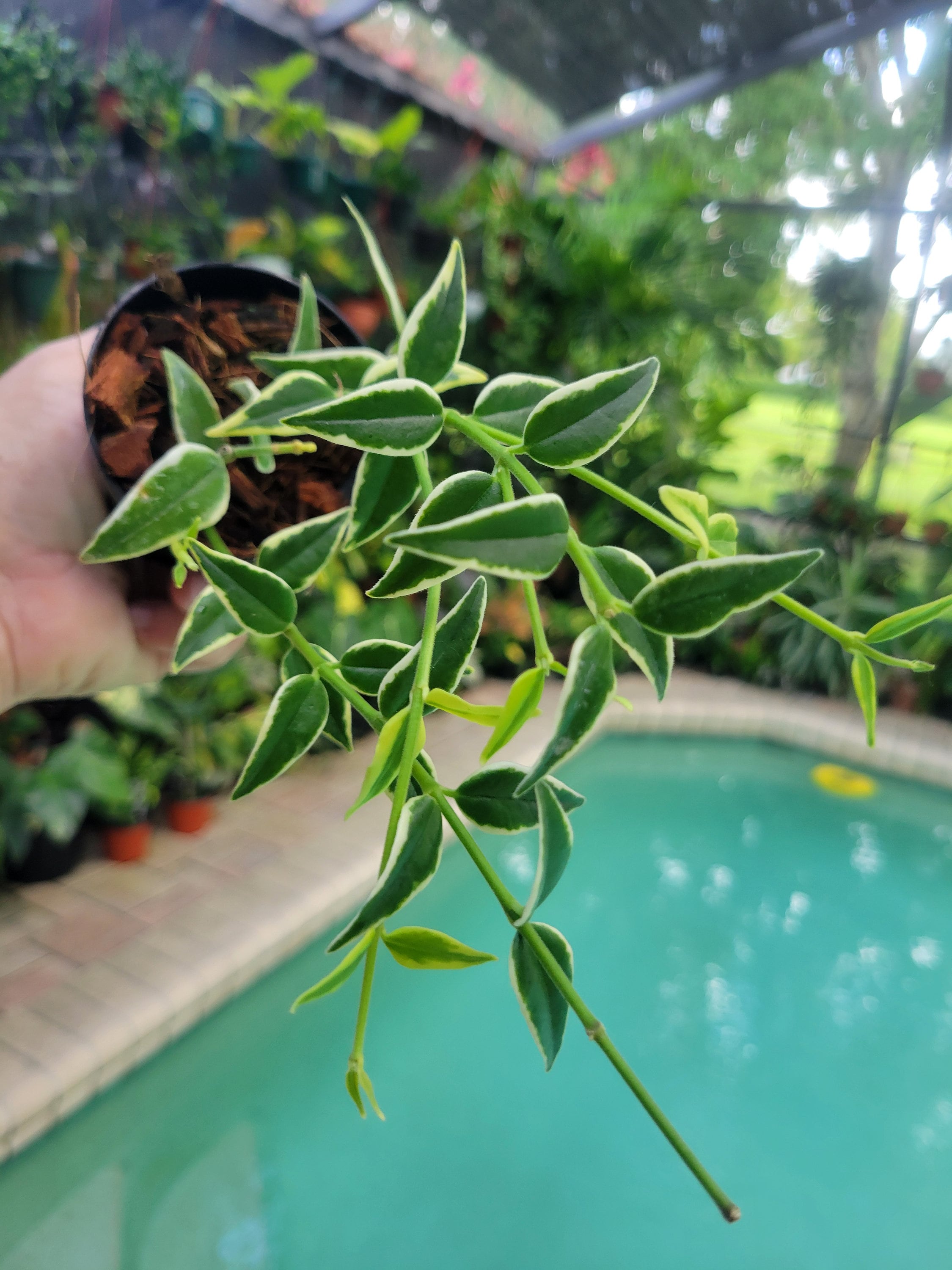 Hoya Bella Outer Variegated Variegation 3" - Etsy