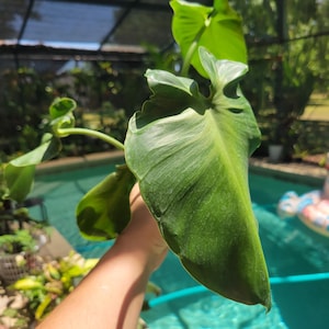 Philodendron rugosum abberent