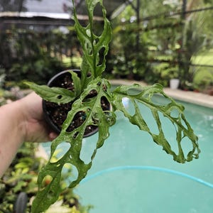 Monstera obliqua peru