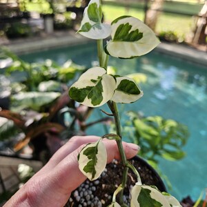 Philodendron Forest off White - Etsy