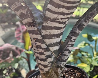 Bromeliad Aechmea Titan Force - Etsy