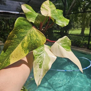 Philodendron variegated Strawberry shake