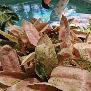 Aglaonema Banana - Etsy
