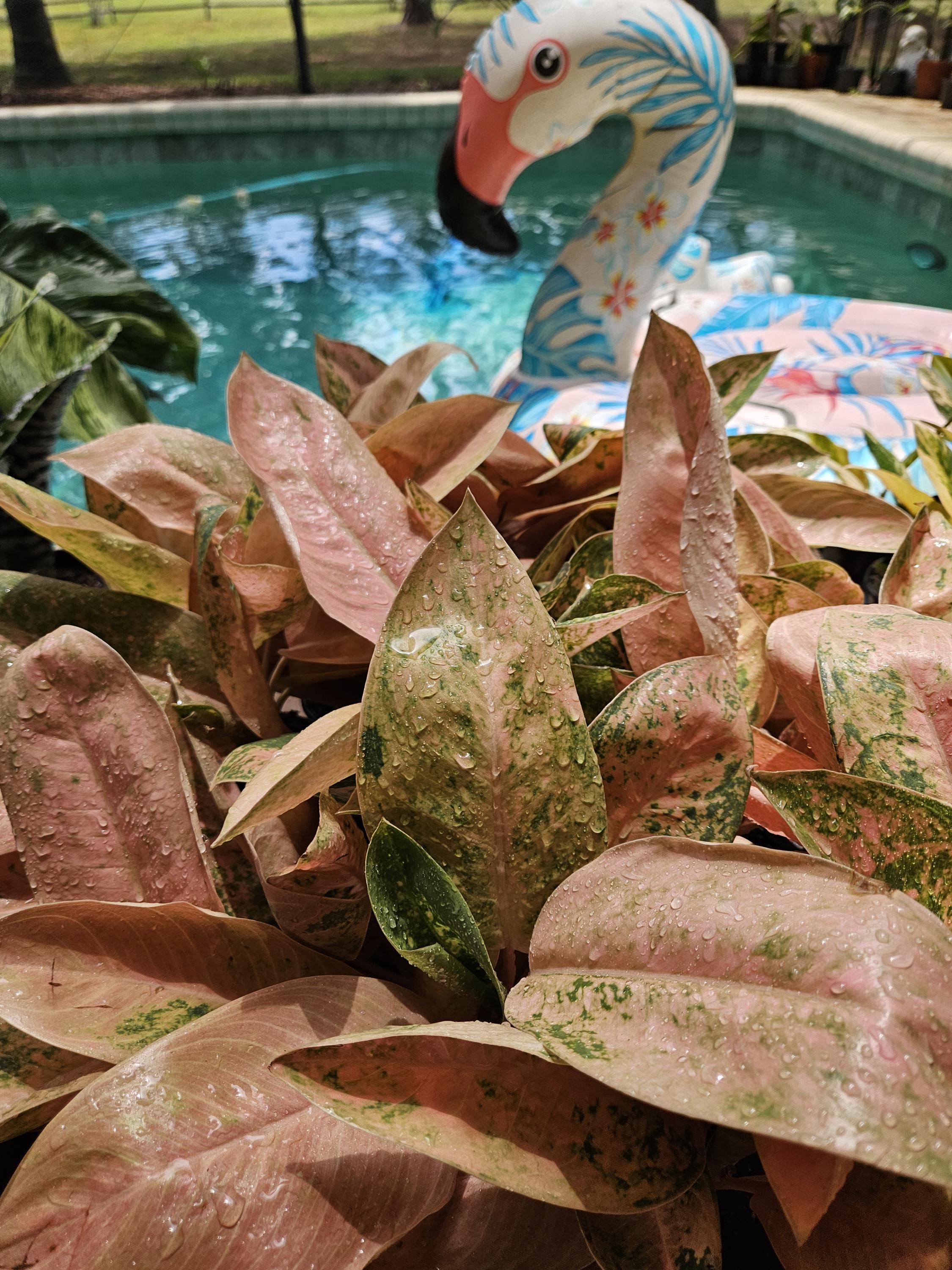 Aglaonema Banana - Etsy
